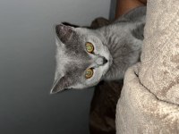 3-4 aylık british shorthair evcil