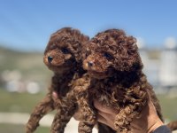 yasal ruhsatlı çiftlikde ziyarete açık toy poodle