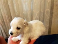 Maltese teacup yavru