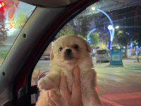 Pomeranian Spitz
