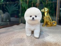 Kore Kar Beyaz Pomeranian Boo Yavrumuz