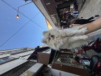 Dünyalar güzeli dişi pomeranian boo 1 yaşında