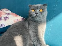 Scottish fold kedimizin adı nefes