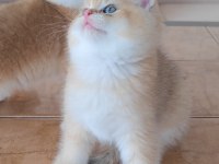 British shorthair kedileri