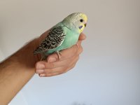Ele alıştırmalık yeni sahibini bekleyen 3 kardeş yavru