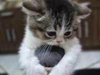 Kendi kedimin yavruları