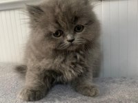 British longhair 55 günlük yavru