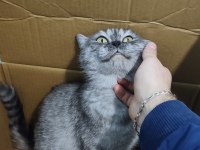 Britsh shorthair silver tabby