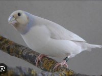 Goldian finch mutasyon erkek ve dişi takım