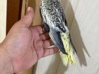 EVLERE MASKOT 50 GÜNLÜK SULTAN BEBEK
