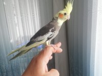 Ele alışkın 2,5 aylık Sultan Papağan Yavruları