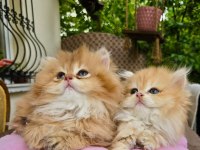 Kaliteli Safkan British Longhair