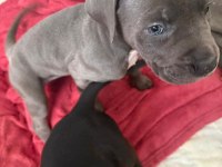Sırbistan Şampiyon Torunları Cane Corso