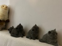British shorthair 40 günlük yavrular 3 dişi ve 1 erkek