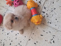 2 AYLIK YAVRU PEKİNEZ KÖPEKLER