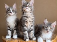 Muhteşem Tipte Maine Coon Yavruları