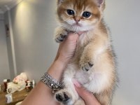 Golden British Shorthair Ay12 Ve Ny12 Yavrular