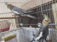 3 çift hazır esli sultan papağanı