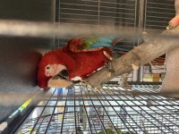 Belgeli Çipli Ara Macaw Papağanı Citypetshop