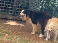 Border collie köpeğimiz için anlayan yazsın lütfen