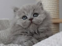 Gri Tüy Yumağı British Longhair