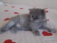 Karışım Irk Kedimiz