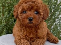 KORE KAN RED BROWN TOY POODLE