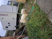 Güzel terrier kızımız