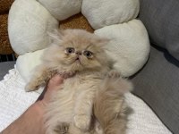Exotic Shorthair - İran persian
