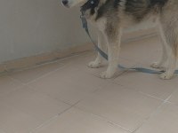 Husky 7 aylık