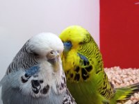 Show jumbo çift kuşlarımız
