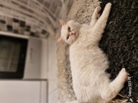 Uysal dişi british shorthair