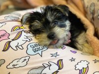 Sevgi dolu ve uyumlu yavru köpekler