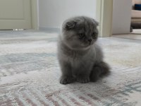 İki Aylık Yavru Scottish Fold