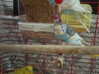 3 aylık yavru muhabbet kuşları
