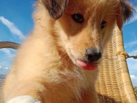 Sevimli border collie bebeğin işte burada