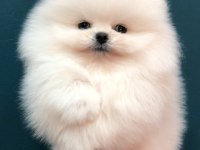 POMERANİAN BOO YAVRULARI