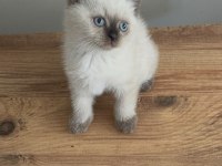 British Shorthair Bebek