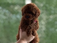 50 günlük ERKEK POODLE