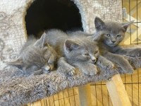 British shorthair 2 aylık kedimiz