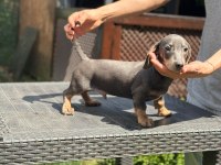 Orjinal Dachshund (Sosis) Yavrumuz