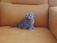 Scottish fold kedimiz
