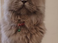 Ücretli sahiplendirme scottish fold