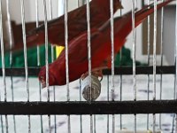 Hazır Gurul Gurul Öten Bakiri Kanaryalar