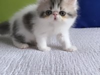 Exotic shorthair kedimiz