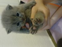 Scottish fold 1 aylık kediler