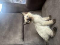 Mükemmel kalite siyam kedisi kızımız