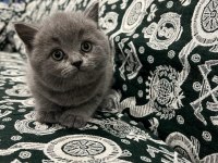 Scottish Fold British