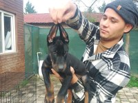 Doberman yavruları