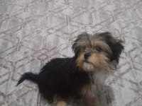 Erkek morkie 5 aylık